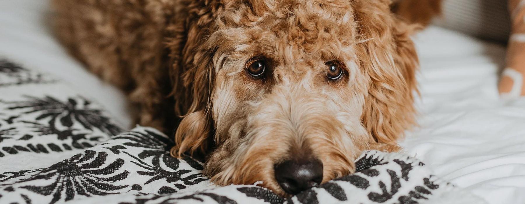 a dog lying on a bed looking